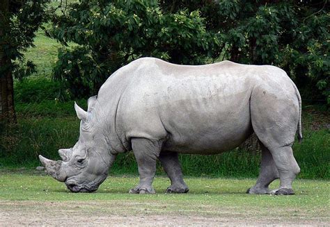 Scientists extract the oldest DNA data from 1.7-million-year-old rhino tooth