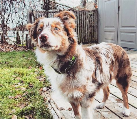 australian shepherd colors red merle - Crissy Shepard