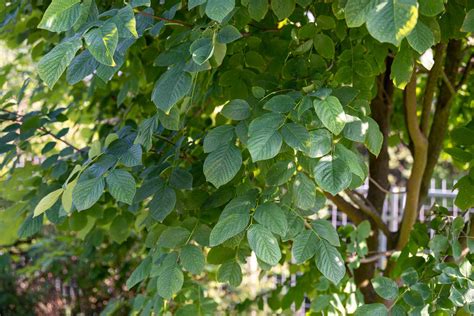 How to Grow and Care for Yellowwood Tree