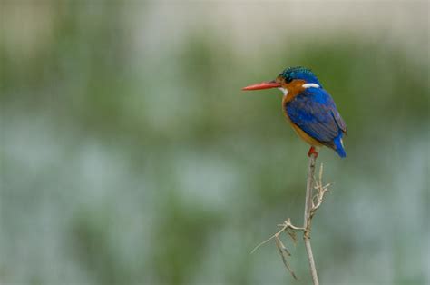 Kingfisher Adaptations - Birds - South Africa