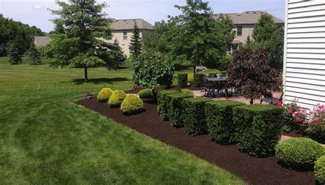 Trimming Pruning Bushes Shrubs Trees - Lawrenceville - Hamilton - Princeton