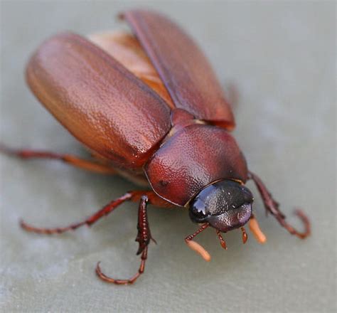 Scarab Beetle, large brown beetle - Phyllophaga - BugGuide.Net