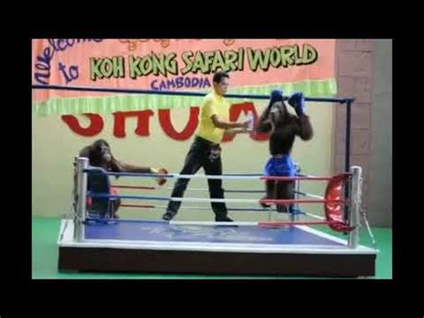 Orangutan Boxing Funny Monkey Boxing - YouTube