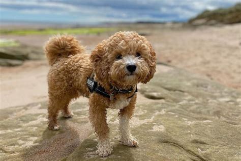 Best Types of Poochon Haircuts – With Pictures!