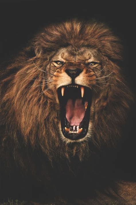 Roaring Lion Design