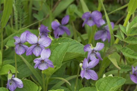 Alaska Violet --(Viola langsdorffii)