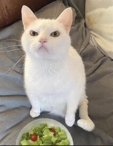 This cat hates salad (and possibly Mondays) : r/cats