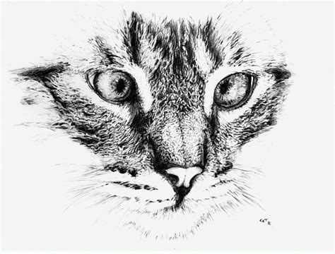 Cat - pen drawing 2010 | based on photo of nj-metamorfoses, … | Flickr