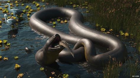 Titanoboa is the largest snake ever discovered, reaching an estimated ...