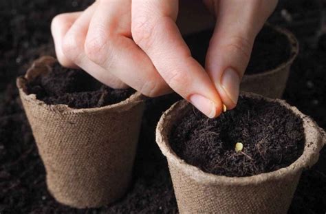 How to Plant Tomato Seeds: the Absolute Best Method - Minneopa Orchards