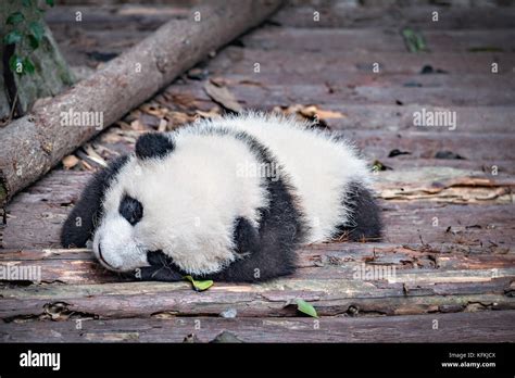 Baby of Giant Panda sleeps in the park Stock Photo - Alamy