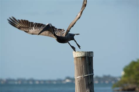 Burung Pelikan Terbang - Foto gratis di Pixabay - Pixabay