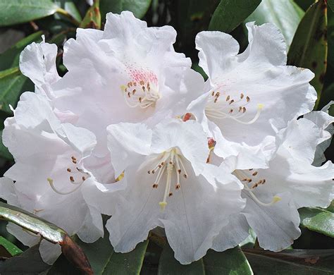 Rhododendrons for Fantastic Foliage - Fine Gardening