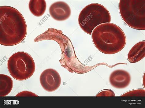 Trypanosoma Cruzi Image & Photo (Free Trial) | Bigstock