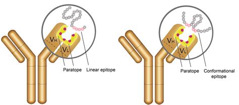 Antigen-Antibody Complex Structure - Creative Biostructure