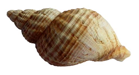 Seashell - Sea Shell png download - 1900*1030 - Free Transparent Seashell png Download. - Clip ...