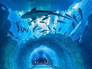 Palm Jumeirah Atlantis, Dubai - Best time to visit