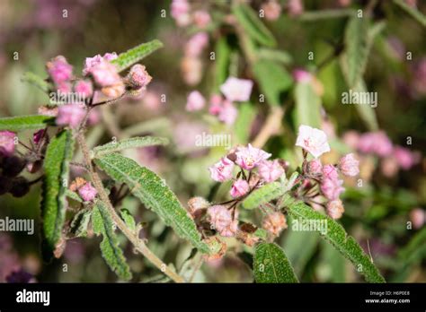 Kings park wildflowers hi-res stock photography and images - Alamy