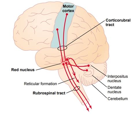 Red Nucleus Serves as an Alternative Pathway for Transmitting Cortical Signals to the Spinal Cord