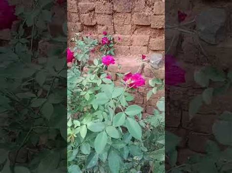 roj flower 🌹#short video#flower - YouTube