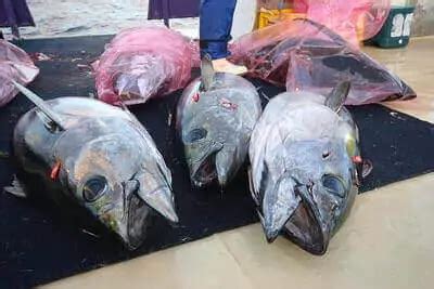 How To Catch Bigeye Tuna