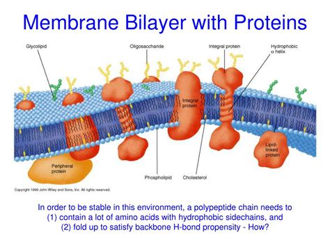 PPT - Challenges and Methods in Transmembrane Protein Structure Determination Connie Jeffery ...