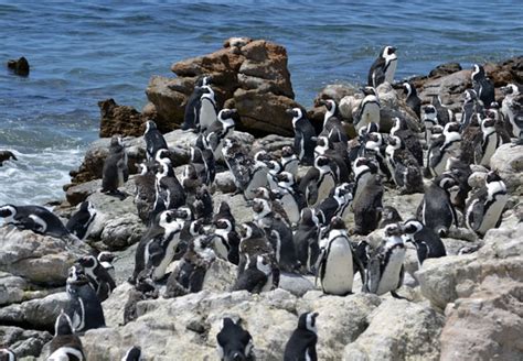 Bird Island Nature Reserve, Western Cape