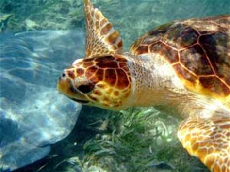 Belize Coral Reef Animals