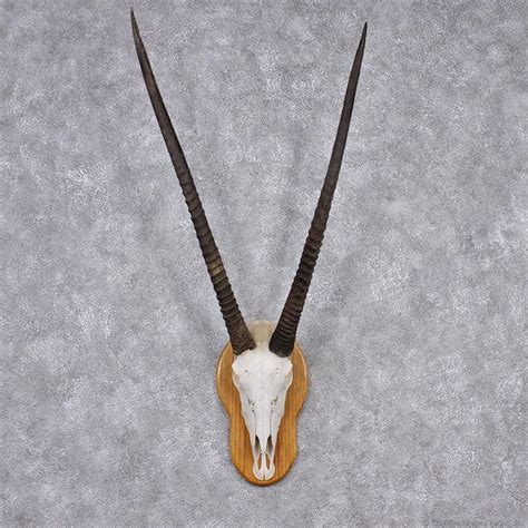 African Gemsbok Skull & Horn European Mount | Skull, Horns, Animal skeletons