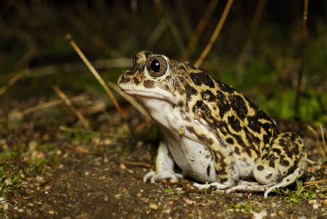 4 Species of Poisonous Toads - My Animals