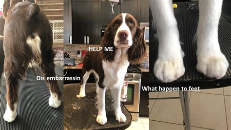 HOW TO GROOM YOUR PUPPY ENGLISH SPRINGER SPANIEL: PART 1 - FEET, NAILS ...