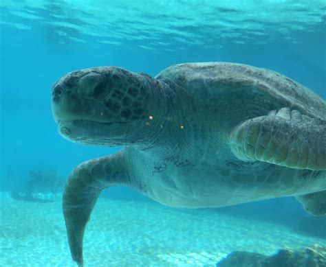 Okinawa Aquarium: Explore the Third Largest Aquarium in the World