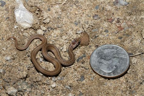 DeKay’s Brown Snake Care: Best Beginner Snake! - Reptile Craze