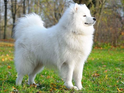 black samoyed - Google Search | Razas de perros, Perros, Perro más caro del mundo