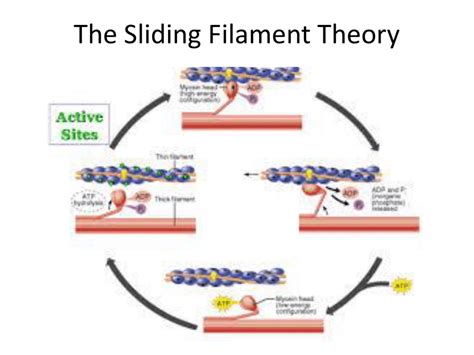 Stages Of Sliding Filament Theory