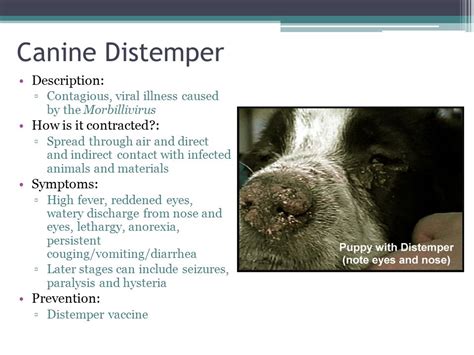 What Is The Incubation Period For Distemper In Dogs