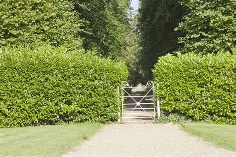 Laurel Hedging - Pruning & Maintenance | Hedging.ie