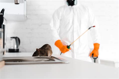 How Much is a Rat Exterminator? | Rat Control Price Guide 2024