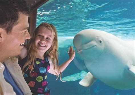 Orlando Tickets, Hotels and Packages | Tripster | Seaworld orlando, Sea ...