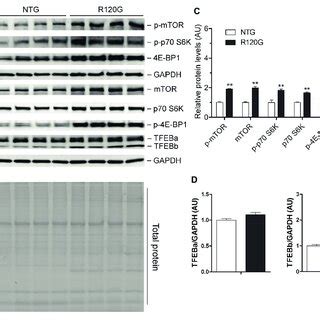 | Western blot analyses for subcellular distribution of myocardial TFEB... | Download Scientific ...