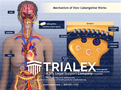 Mechanism of How Cabergoline Works - TrialQuest Inc.