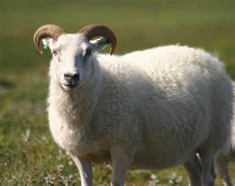 File:Icelandic sheep summer 06.jpg - Wikipedia