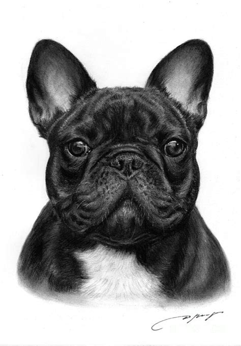 French Bulldog Drawing