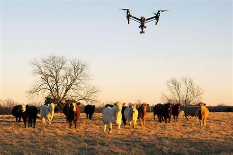 DRONES IN CATTLE HERD MONITORING | Agriculture drone, Unmanned aerial vehicle, Unmanned aerial