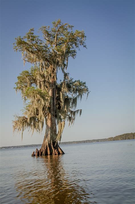 Lone Cypress, Lake, Cypress Tree, Pierre Part, Landscape, Louisiana ...