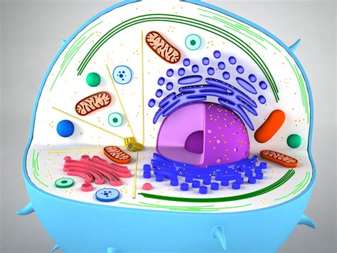 Easy Diagram Of An Animal Cell Animal Cell 3d Model Animal Cell ...