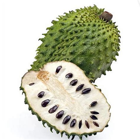 Graviola Soursop Guanabana Annona Muricata Seed - Best Seeds Online | Free Shipping Worldwide ...