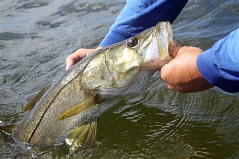 Can You Eat Snook and How Does it Taste? - Fishmasters.com