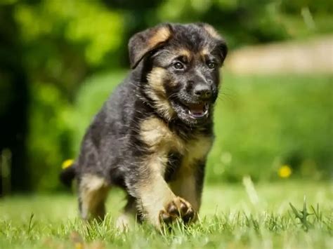 How to Take Care of Newborn German Shepherd Puppies? - Canine HQ