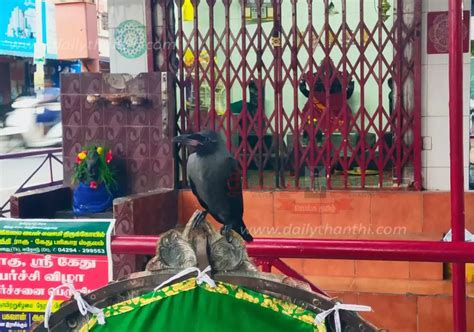 Go inside the sanctum sanctorum of Perundurai temple The crow sat for ...